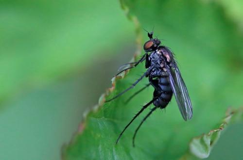 Dolichopus sp.